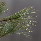 Wet needles